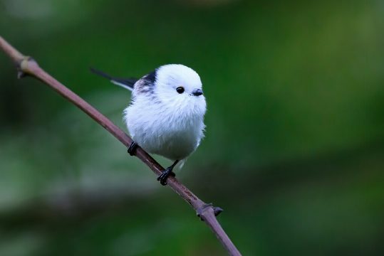 Crianza Cooperativa del Shima-Enaga: Una Aves Extraordinaria de Hokkaido