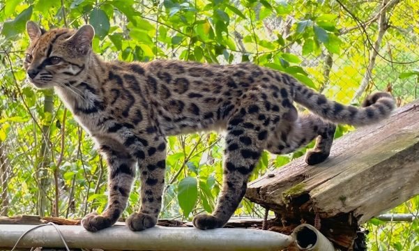 Descubren una nueva especie de gato: Leopardus tilcayo